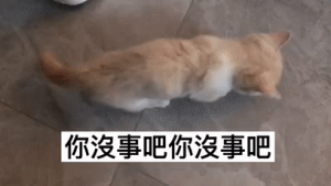 猫咪因睡得太死被铲屎官强制开机？结果却遭网友强烈谴责：让它睡！
