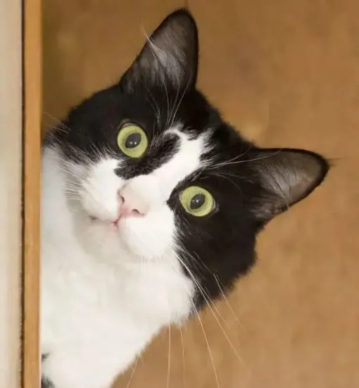 猫咪总是喜欢盯着某处看，铲屎官觉得很慌？