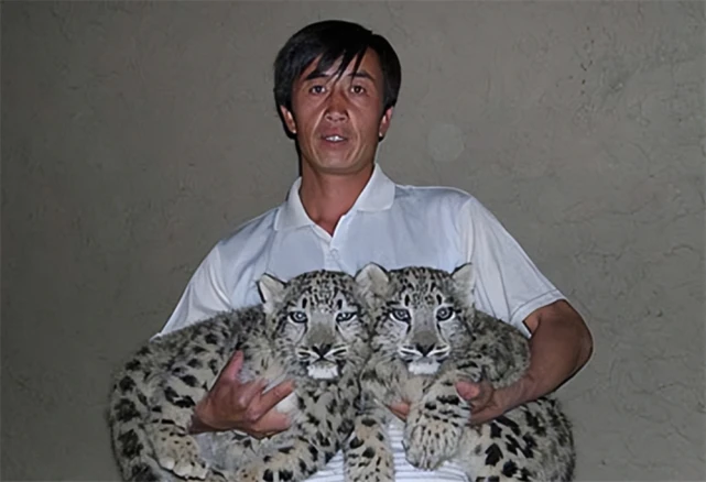 羊被不明动物捕食！牧民捡回2只小猫，养大发现是雪豹，总偷吃羊