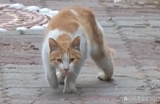 两只流浪猫相依为命，同伴被捕，另一只为了它心甘情愿中计！