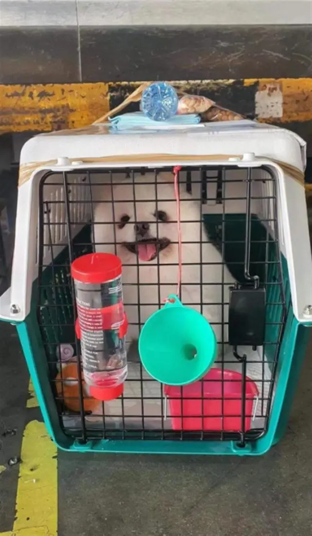 极目锐评｜女歌手李紫婷质疑爱犬因空运死亡，宠物托运安全不能“开盲盒”