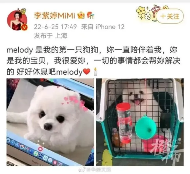 歌手李紫婷发文求助：爱犬在空运过程中不幸死亡，疑似经历高温运送