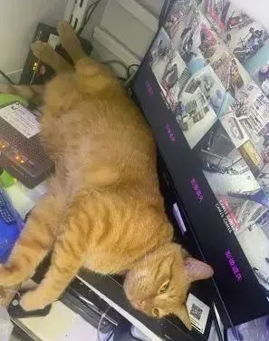 猫咪盯着监视器监督每位员工，到底谁才是店长啊？