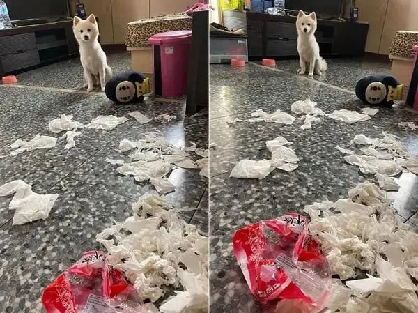 养狗狗后有了个烦恼问题，网友一开门笑翻：直接清炖