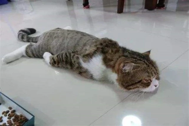 猫咪夏天怎么避暑：瓷砖、冰垫还是铝板好？