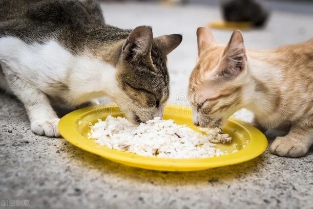 怎样养好一只可爱的猫猫，请看良心建议。