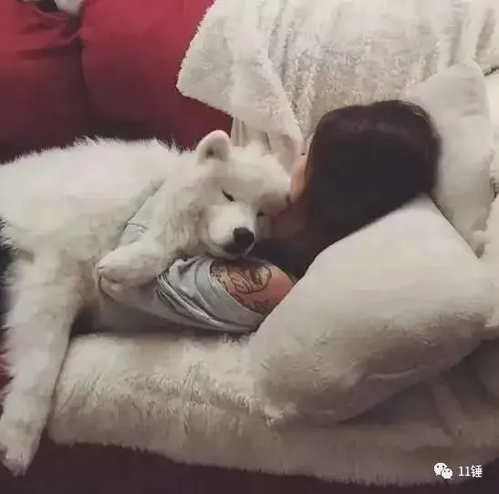 美女每天抱着萨摩耶睡觉，身体不适去医院检查后，差点崩溃