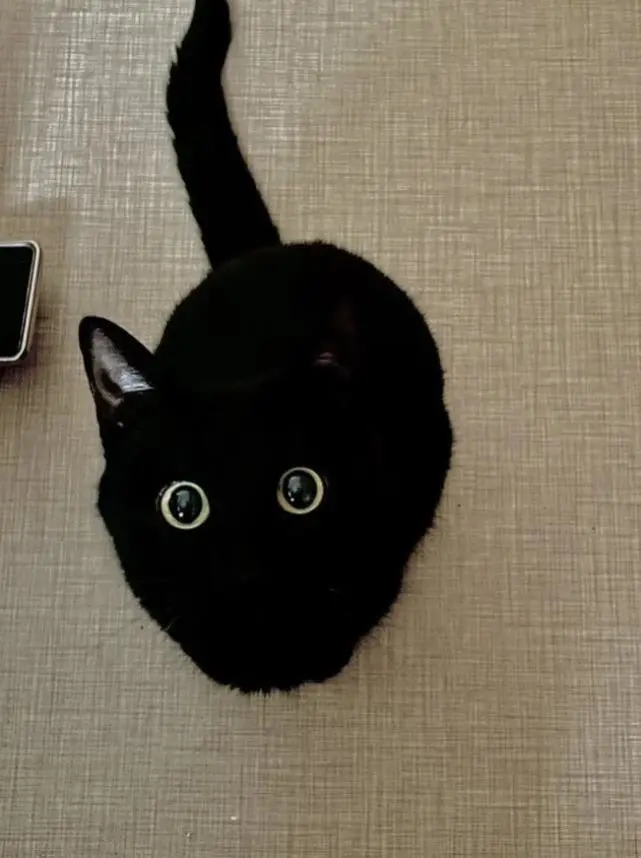 外国网友晒的漂亮猫猫，每只都让人忍不住想吸呀