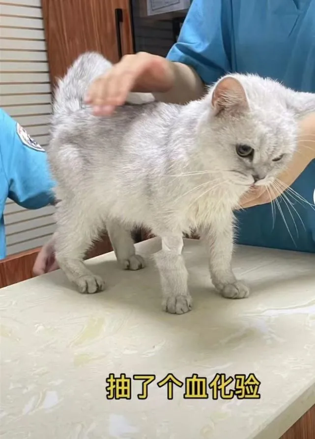 流浪银渐层冰柜上舔水，路人看了十分心疼：也曾是谁家的小可爱啊
