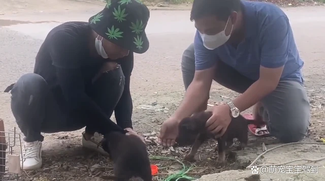 小奶狗被人绑住四肢倒吊在树上，男子凑近一看气得破口大骂！