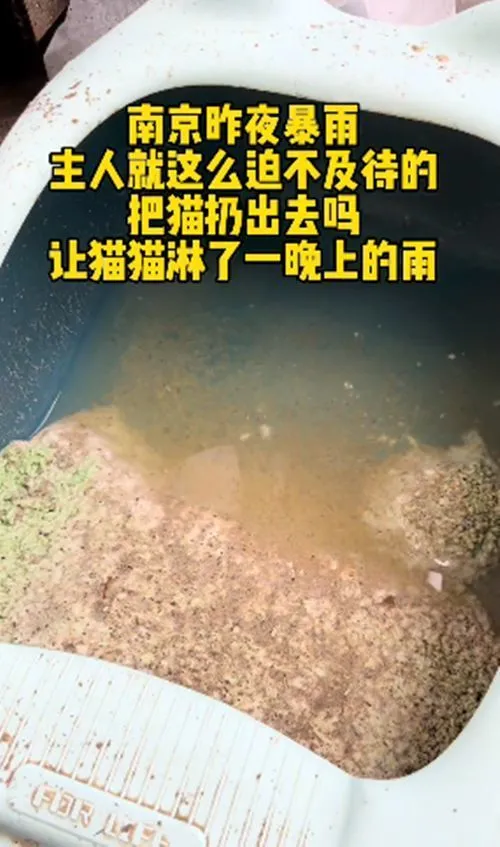 路边的猫包里装着只猫咪，路人打开后语塞了：昨夜可是大暴雨啊