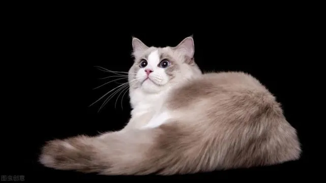 猫咪平时喂粮需要往里面加牛磺酸吗？