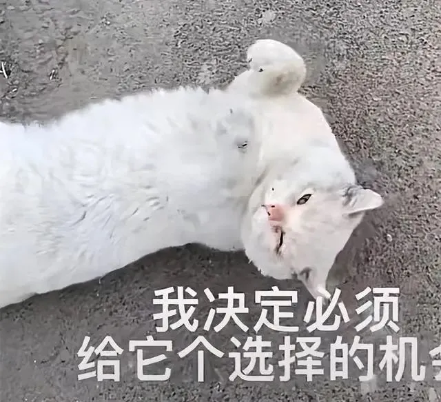 女子等车时遇见一只流浪猫，随后却被“碰瓷”了：可以救救我吗？