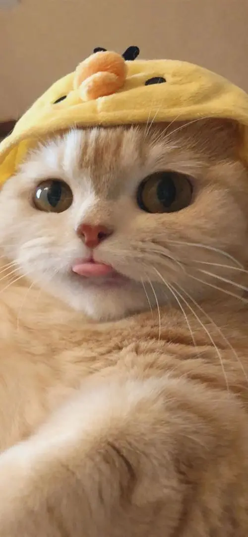 高智商猫咪的表现