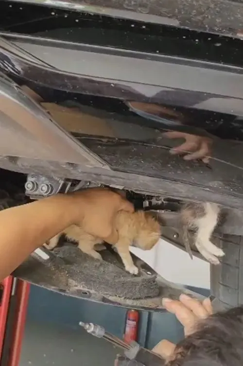 车底下传来阵阵猫叫声，女子俯身一看愣住了：这是将车当产房了？