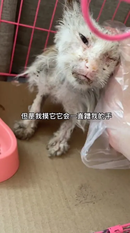 小流浪猫浑身打结，体重连2斤都不到，幸亏遇见了好心人
