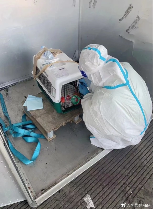 女星李紫婷称宠物狗航空托运时死亡，航司回应！律师分析争议