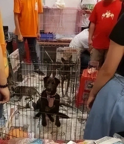 这些狗狗是不吉利的象征，面相真的那么重要吗？请为这些无辜的狗发声！