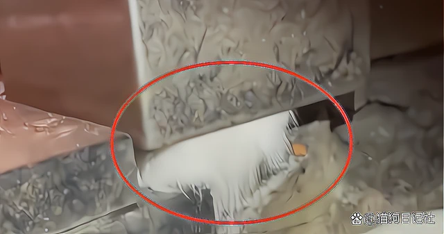 流浪猫因吃得太好卡在缝隙出不来，看到它的伙食家猫都要羡慕！