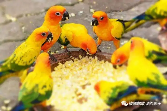 为什么小型鹦鹉却越来越便宜，大型鹦鹉越来越贵？真相惊呆你