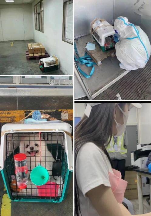 李紫婷方公开爱犬去世经过