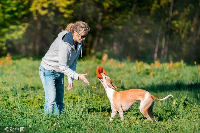 上海艾吉宠物医院课堂：带你了解，狂犬病在狗狗身上的潜伏期。