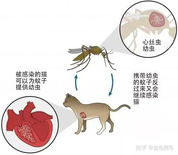 怎样驱蚊不伤害猫咪？