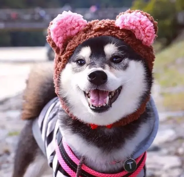 如何让小柴犬喜欢并快速记住给它取的名字？