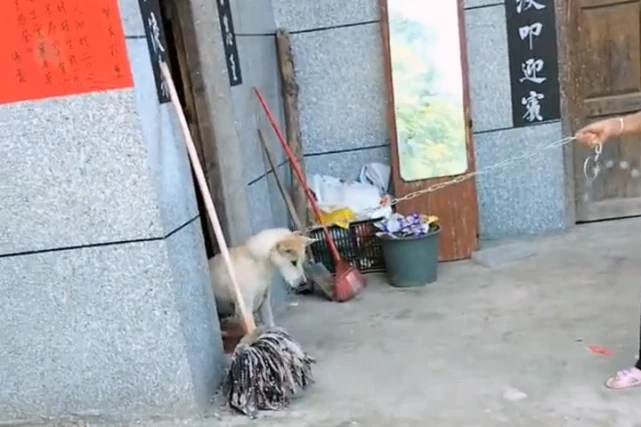 那只在主人离世后，被卖到肉店的狗狗，遇到了改变它命运的人