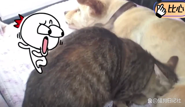 狗狗养大了猫咪，现在还要帮它带孩子，猫咪当起了甩手掌柜！