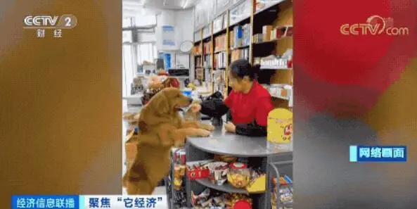 宠物博主1条视频赚几十万！“它经济”火了，我国近一半犬猫饲养者是90后