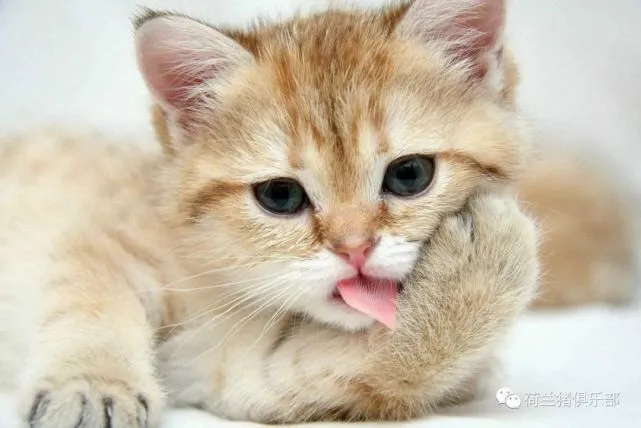 猫咪为何怕热，如何散热？猫咪中暑如何救治？