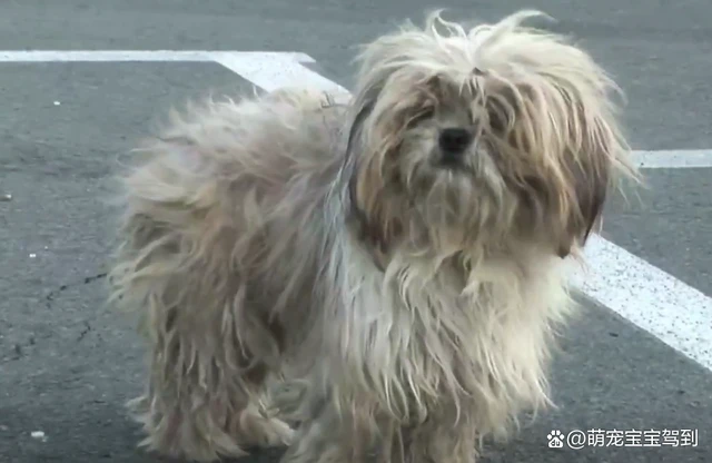 狗狗被主人丢在服务区，却坚信主人会回来接它，结果让人很心酸！