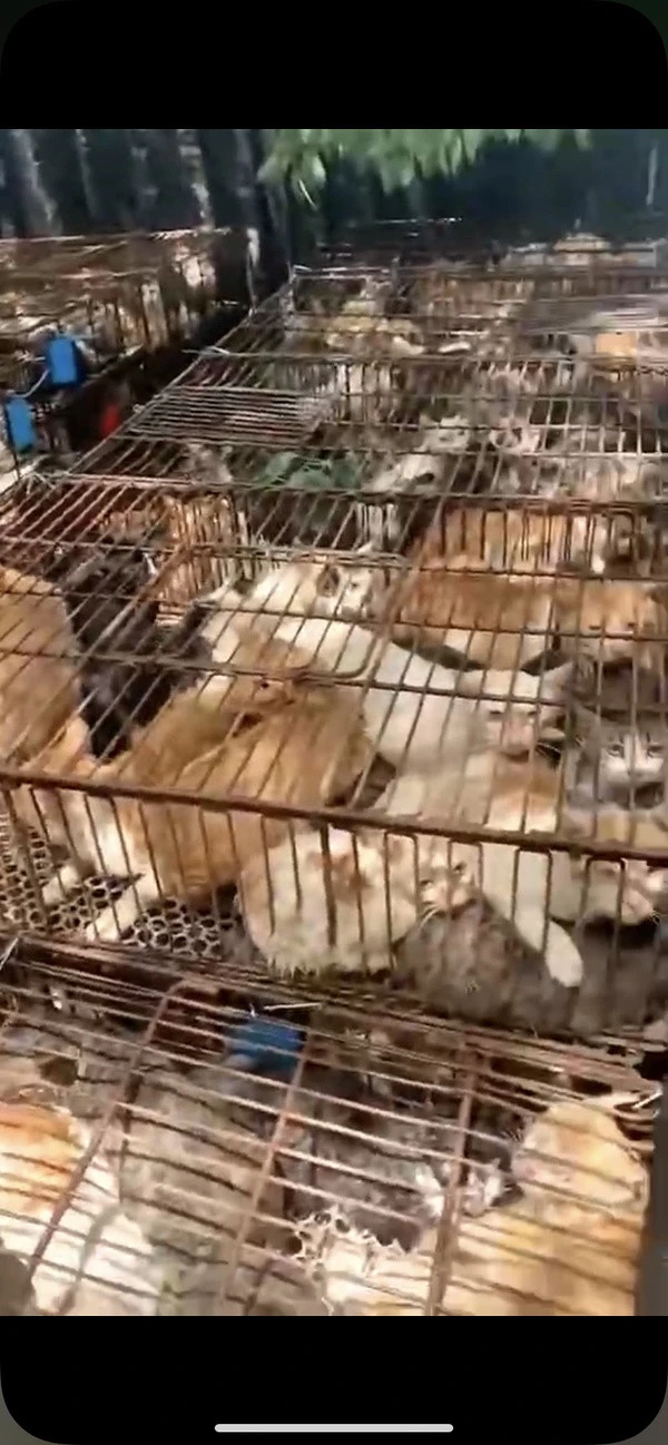 这些猫咪哪里来的？这么多？