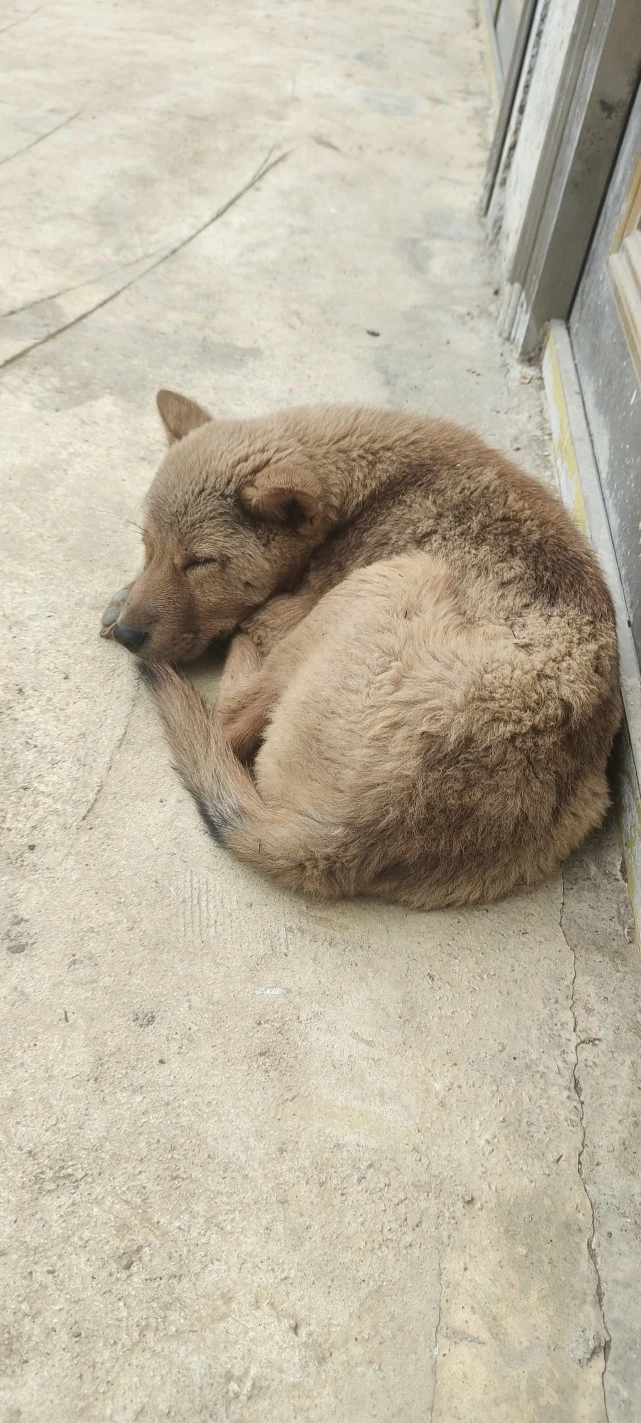 狗的世界真的只有你
