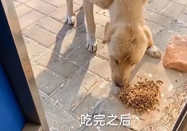 流浪狗来炸串摊门口乞讨，老板会喂一些面包：太让人心疼了