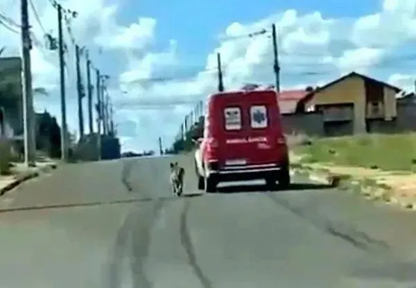 忠犬一路追着救护车到医院，医护人员被感动贴心成全它！
