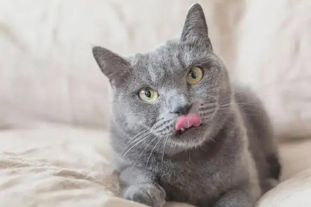 猫咪“吐舌头”的行为，真不是卖萌，而是在暗示铲屎官