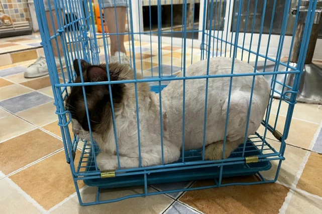7只名贵品种猫被丢在路边，毫无生存能力的它们，瘦得只剩皮包骨