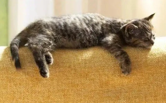 猫咪到底会不会放屁？“此处无声胜有声”，臭到让你怀疑人生！