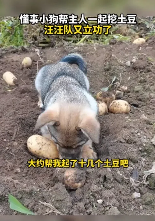 小土狗跟着去菜园子里刨土豆，小伙都看懵了：这也太懂事了吧？