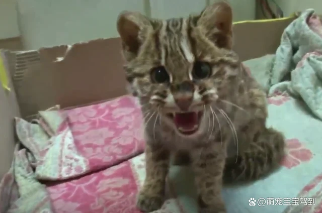工厂员工发现一只奇怪的小猫，只吃肉和鱼，兽医：这是豹猫！