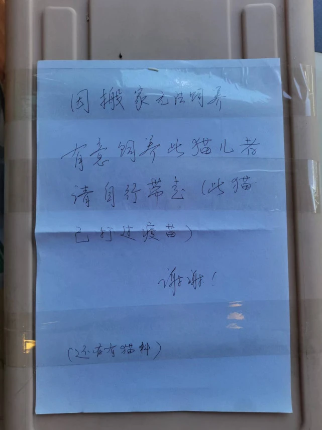 深圳龙岗品种猫猫咪有人喜欢？