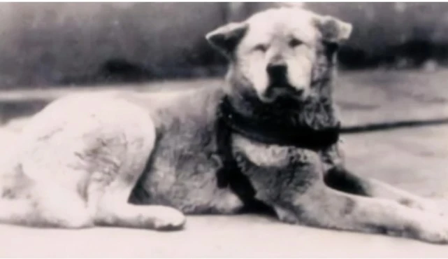 忠犬文尔内：亲眼目睹主人被杀，追寻一生，8年后与凶手同归于尽
