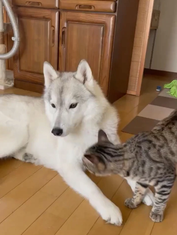 每次狗子散步回来，家里的猫都会做一件事……笑哭