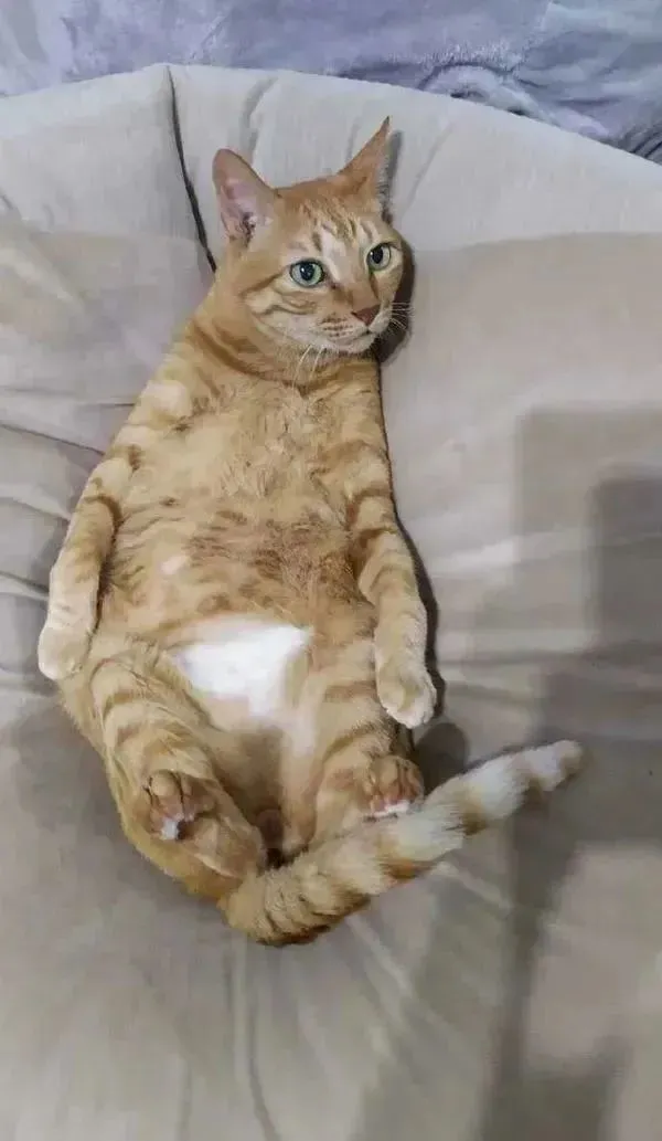 买了懒人沙发，被猫霸占，又买了一个，结果…