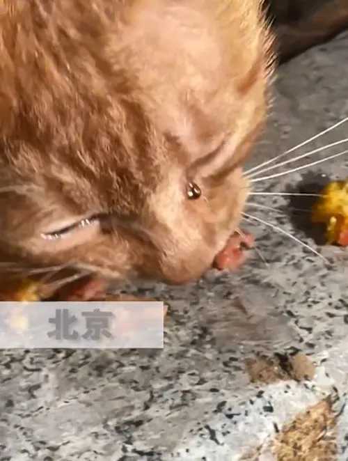 女子喂流浪猫吃东西，猫咪边吃边流着眼泪：应该是饿了很久了