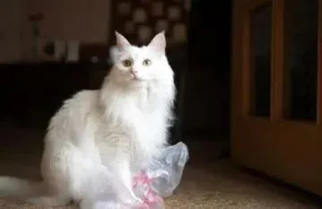 新手养猫之前必须知道的8件事