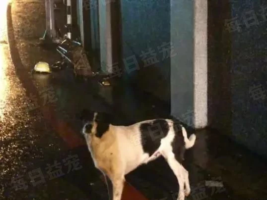 拾荒老人摔伤入院，狗狗冒雨原地等待，乖乖守着主人的小推车