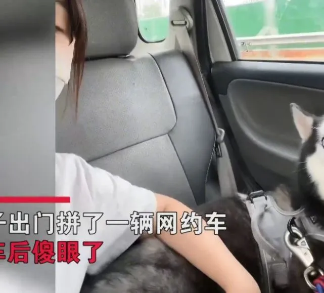 女子提前预约了拼车，上车后顿时语塞了：活得还不如狗呢